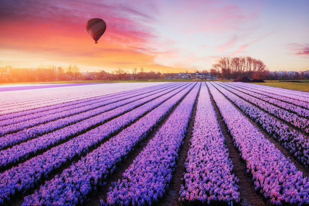 photo of a field of purple flowers with hot air balloon an sunset in amsterdam netherlands