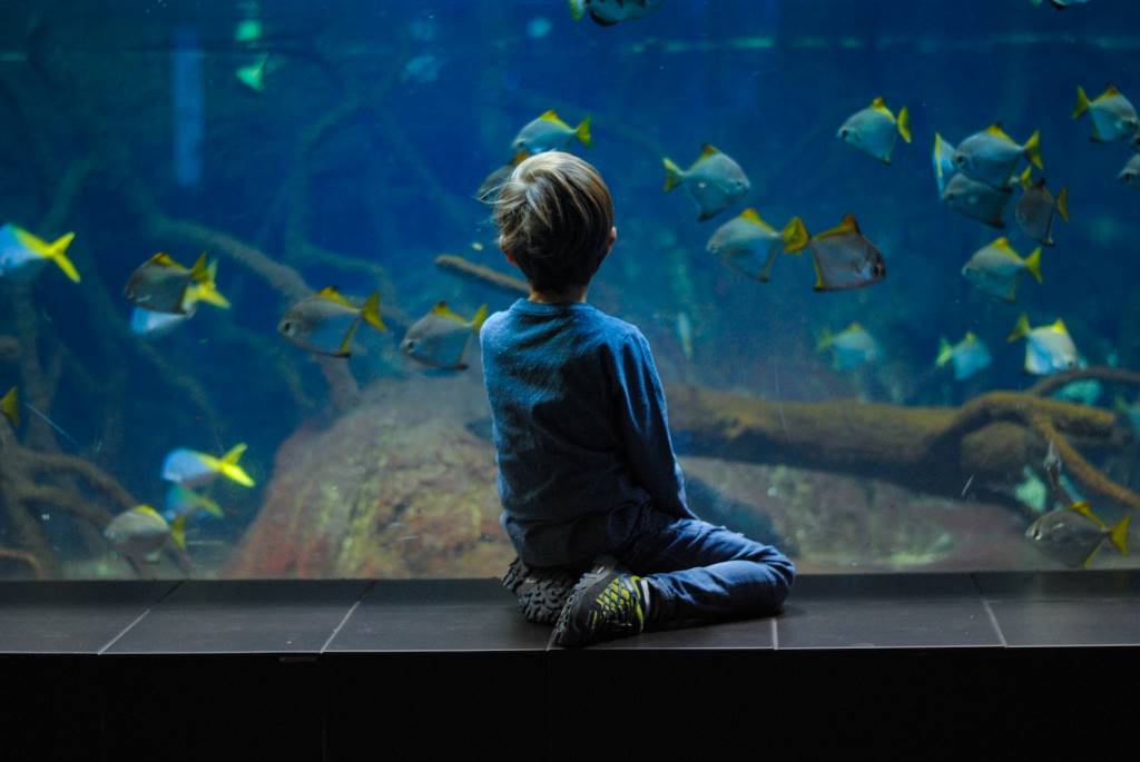 photo of a boy looking at fish in an aquarium